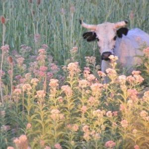 Meet your Posher, Anny